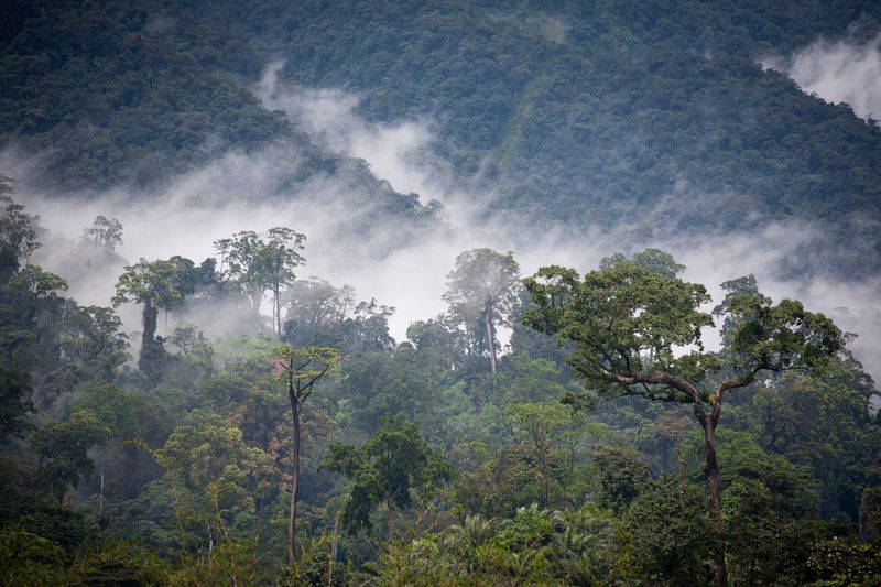 Mist over tropical rainforest